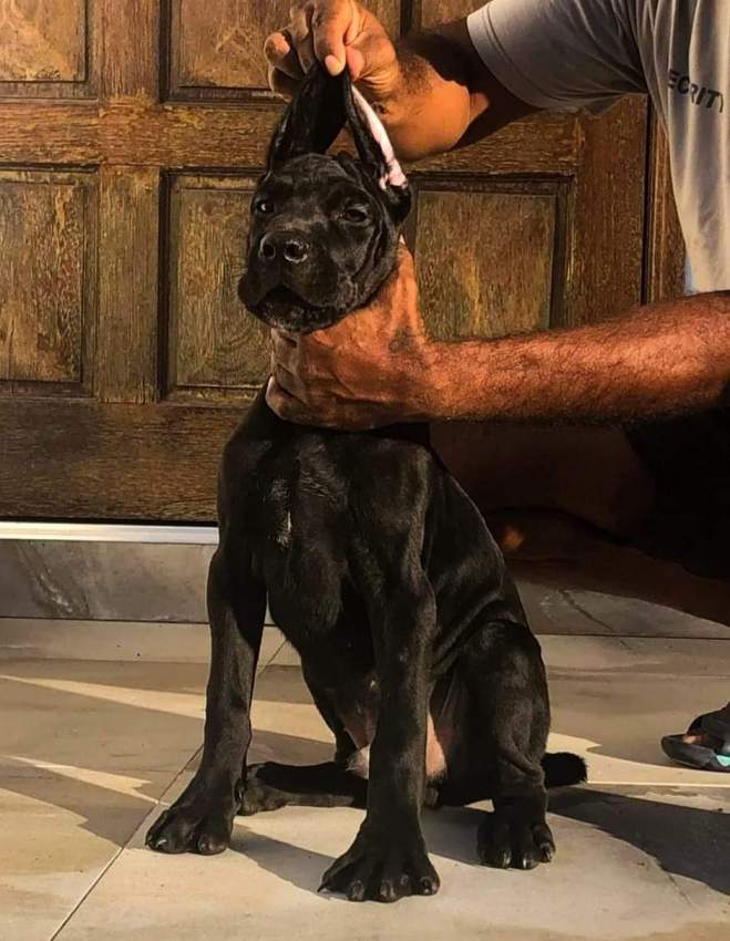Cane corso puppies - 0 - Dogs  on Aster Vender