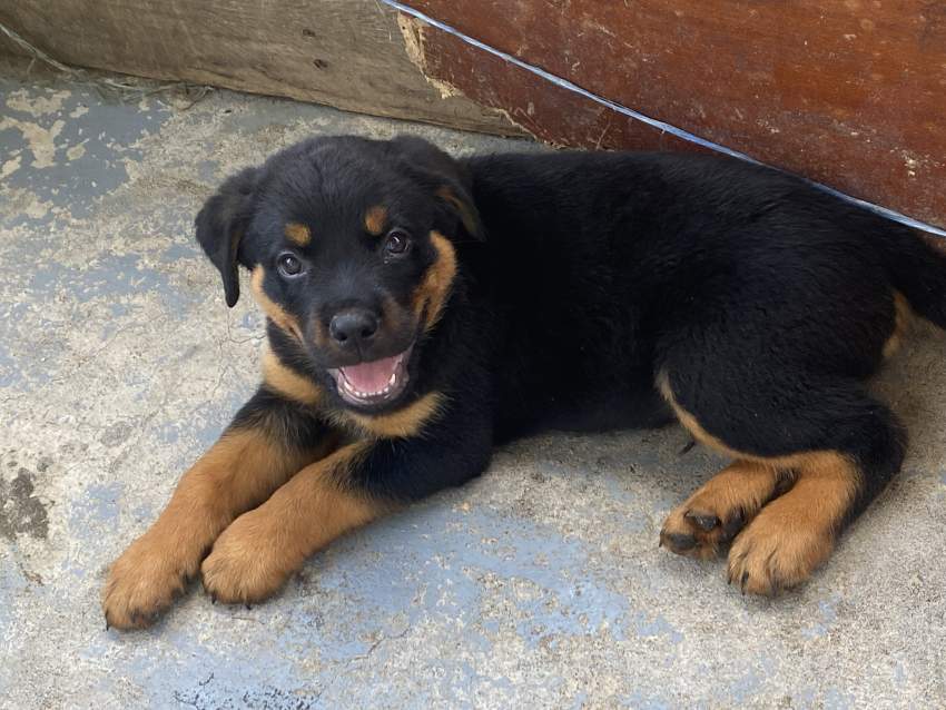 Rottweiller puppies - 2 - Dogs  on Aster Vender
