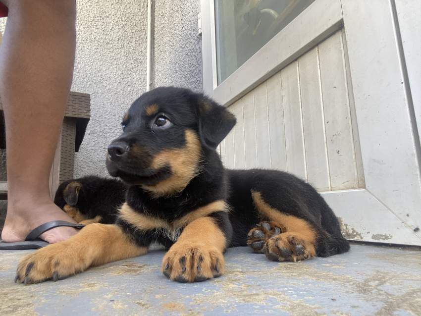 Rottweiller puppies - 1 - Dogs  on Aster Vender