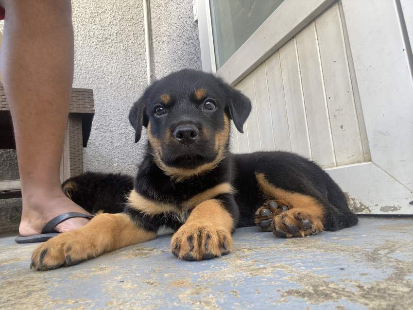 Rottweiller puppies - 0 - Dogs  on Aster Vender