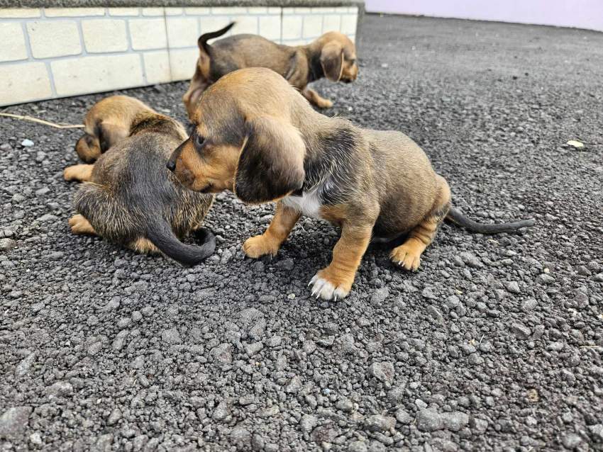 Dashchunds for sale - 1 - Dogs  on Aster Vender