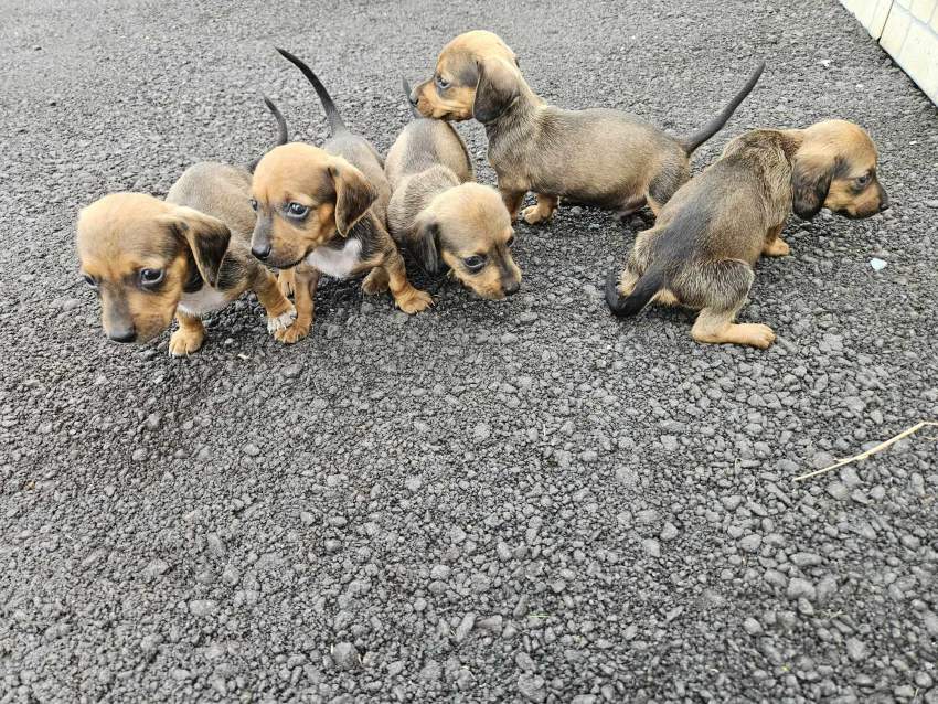 Dashchunds for sale - 2 - Dogs  on Aster Vender