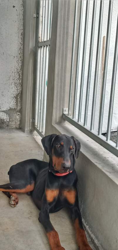 Dobermann - 3 - Dogs  on Aster Vender