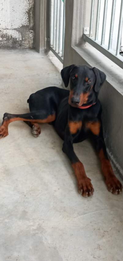 Dobermann - 2 - Dogs  on Aster Vender