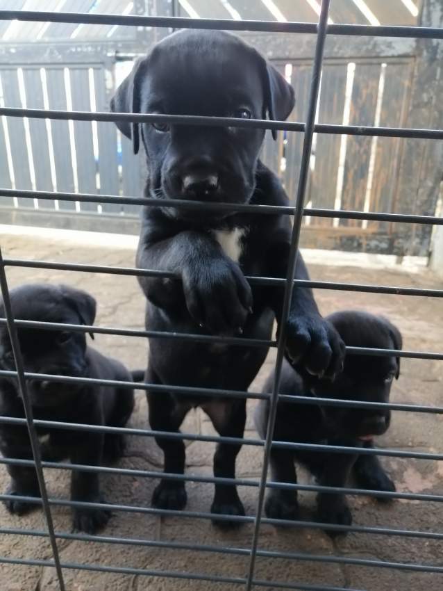 pure breed black male lab - 0 - Dogs  on Aster Vender