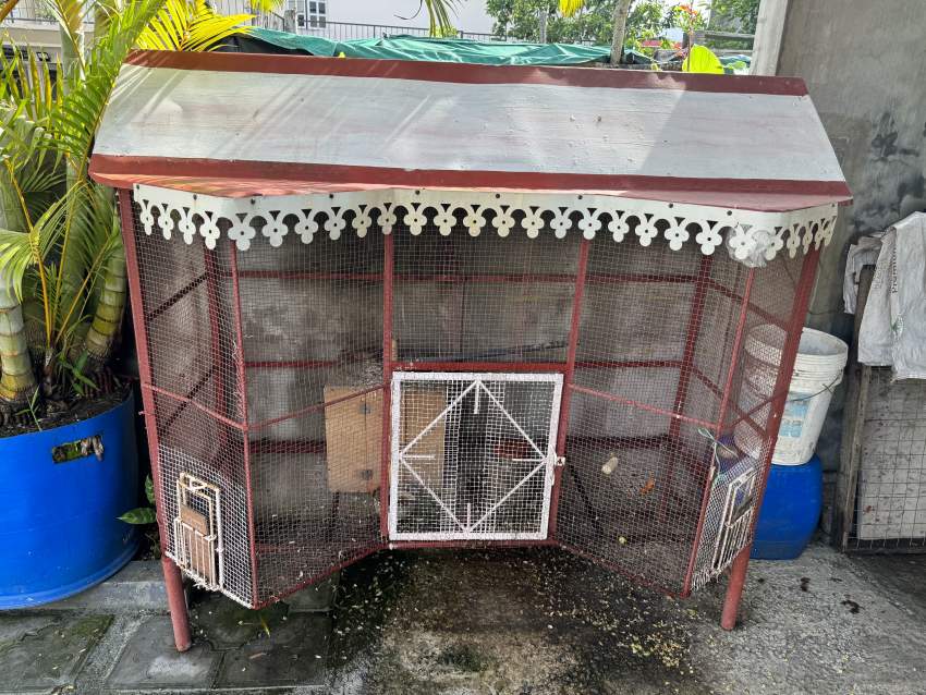 Cateau vert - 1 - Birds  on Aster Vender