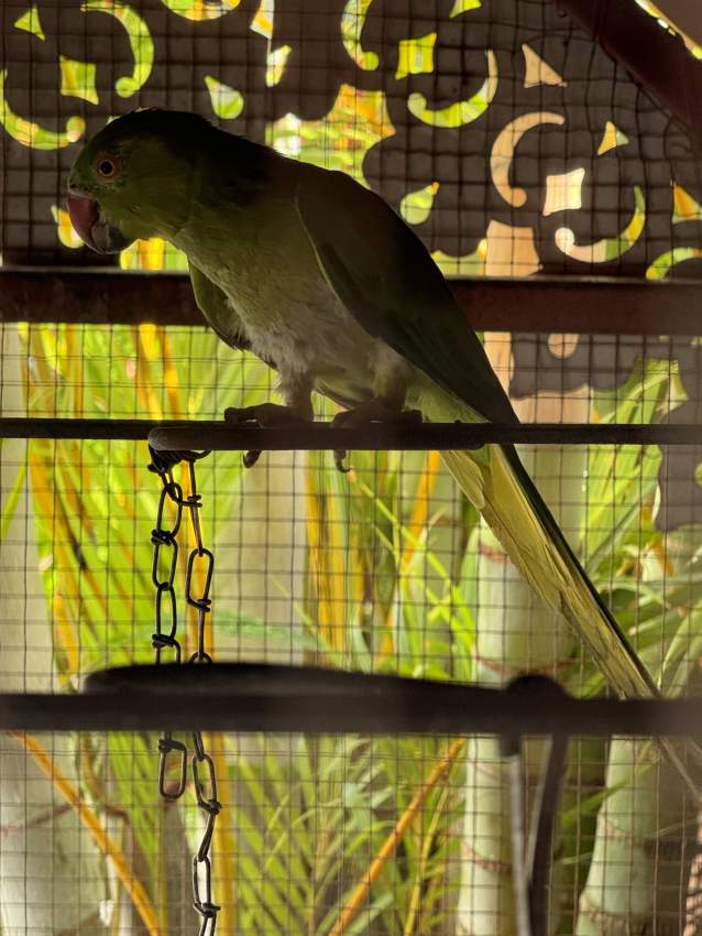 Cateau vert - 2 - Birds  on Aster Vender