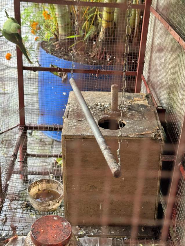 Cateau vert on Aster Vender