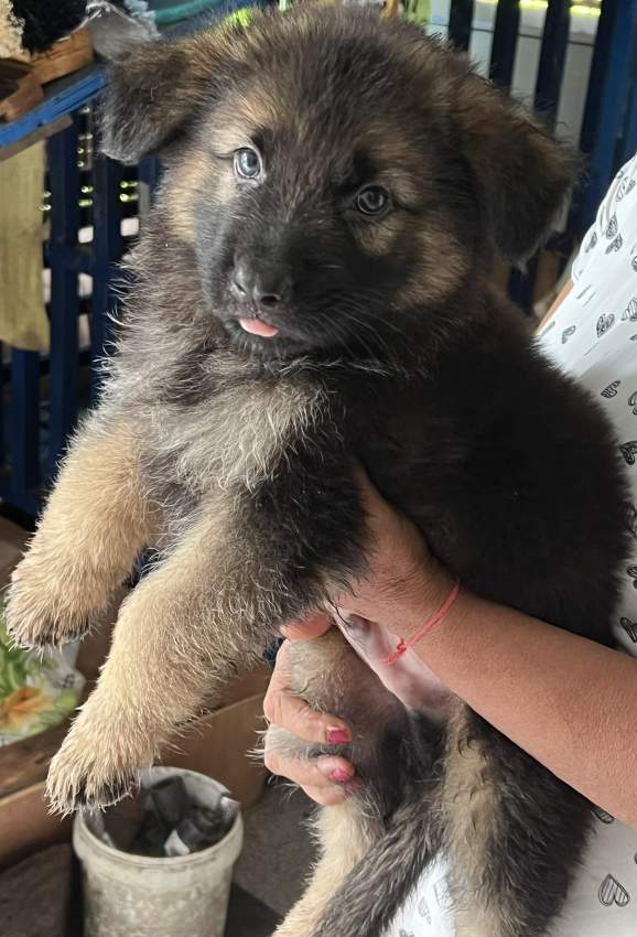 Purebreed GSD - 1 - Dogs  on Aster Vender