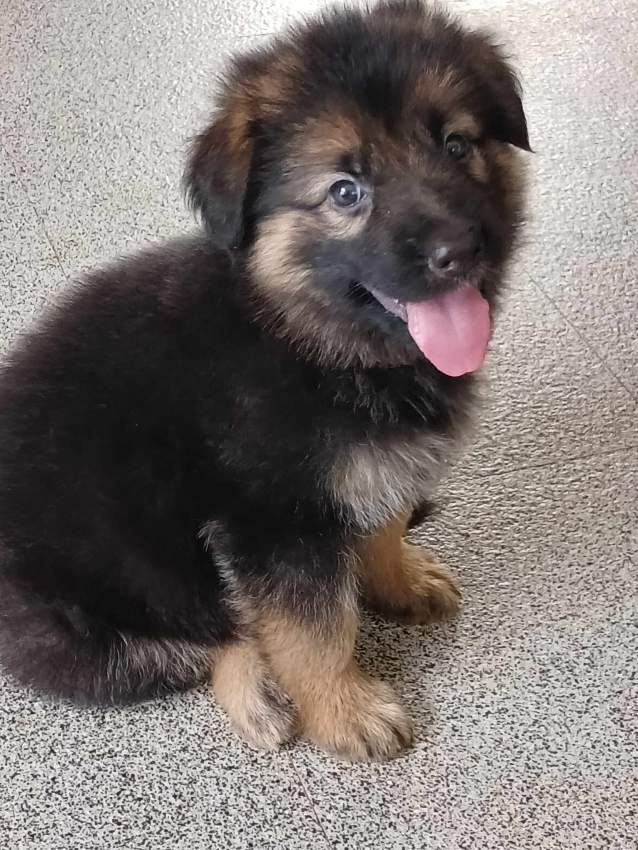 Purebreed GSD - 0 - Dogs  on Aster Vender