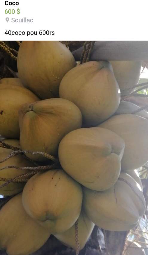 Coco - 0 - Plants and Trees  on Aster Vender