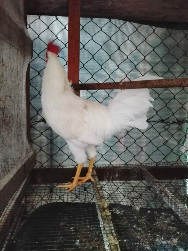 Poule local - 1 - Poultry  on Aster Vender