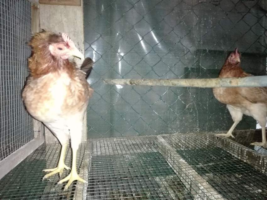 Poule local - 7 - Poultry  on Aster Vender