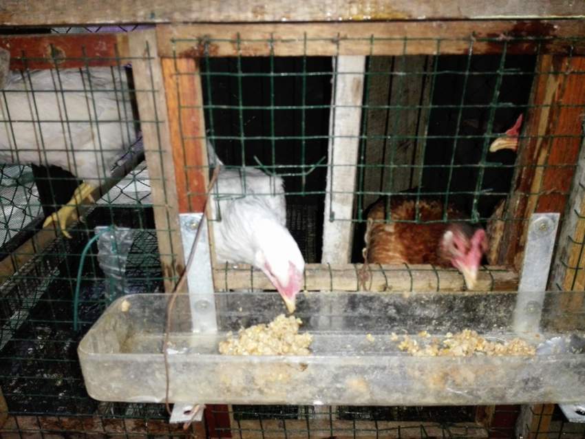 Poule local - 8 - Poultry  on Aster Vender