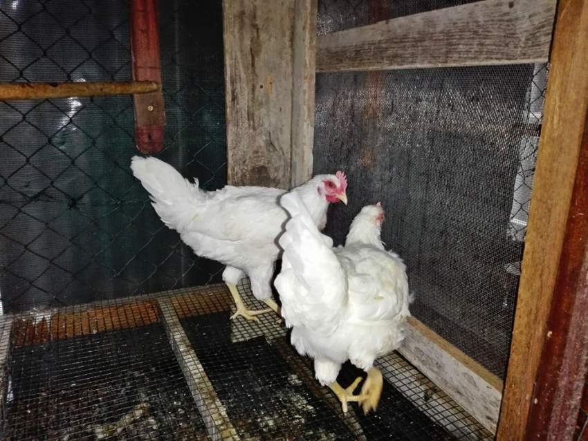 Poule local - 5 - Poultry  on Aster Vender