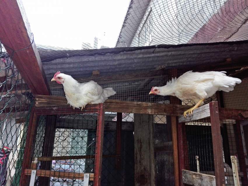 Poule local - 6 - Poultry  on Aster Vender