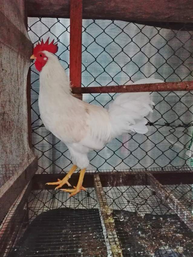 Poule local - 2 - Poultry  on Aster Vender