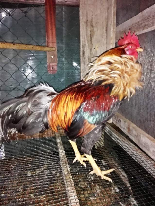 Poule local - 4 - Poultry  on Aster Vender