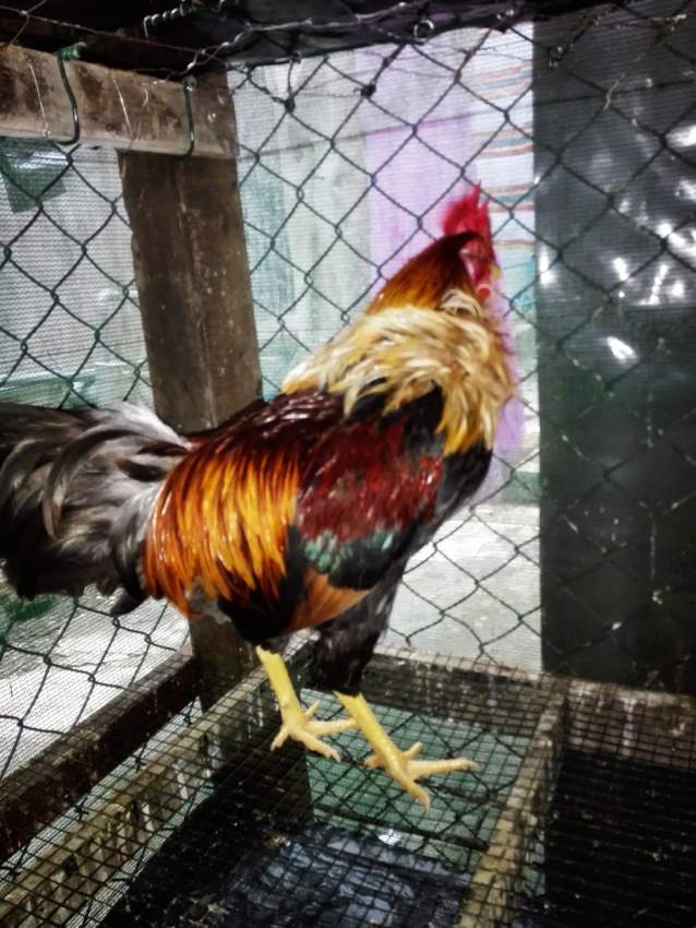 Poule local - 3 - Poultry  on Aster Vender