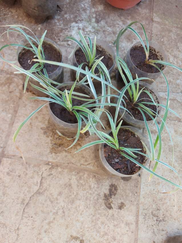 Spider Plants - 3 - Garden Decorations  on Aster Vender