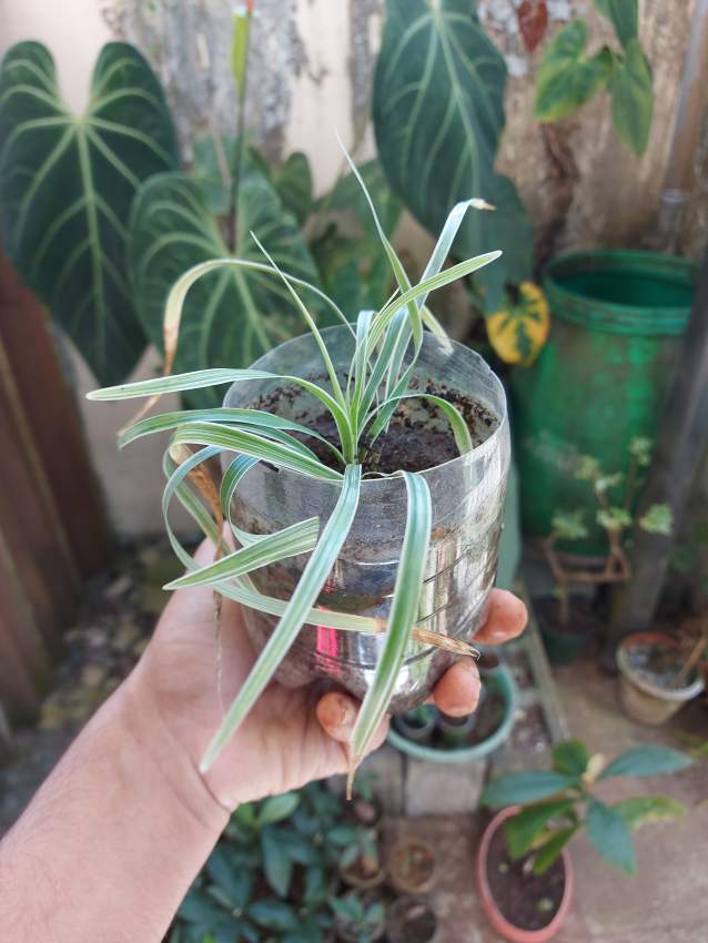 Spider Plants - 1 - Garden Decorations  on Aster Vender