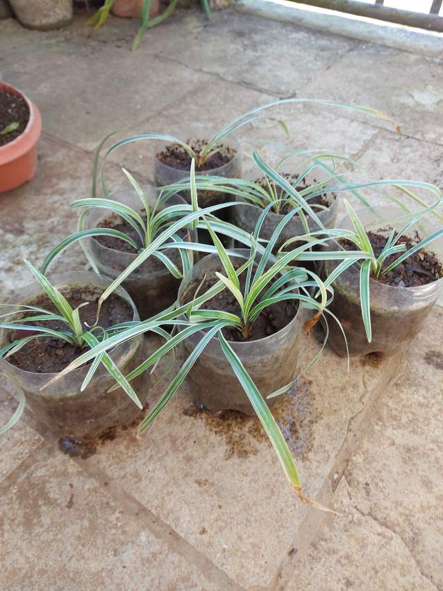 Spider Plants - 2 - Garden Decorations  on Aster Vender