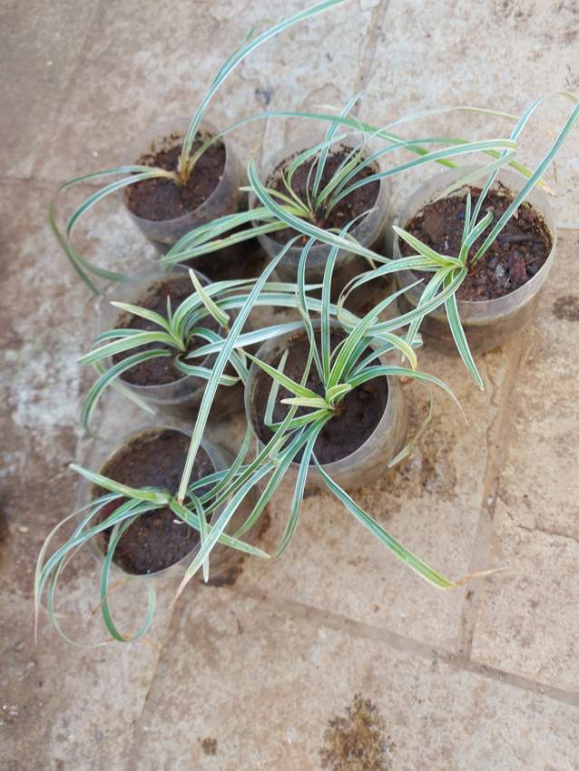 Spider Plants - 5 - Garden Decorations  on Aster Vender