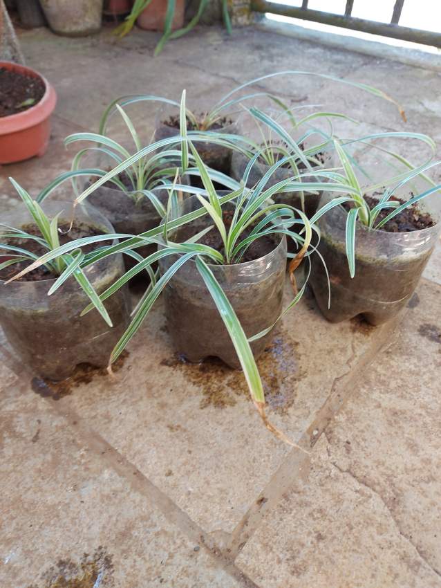 Spider Plants - 4 - Garden Decorations  on Aster Vender