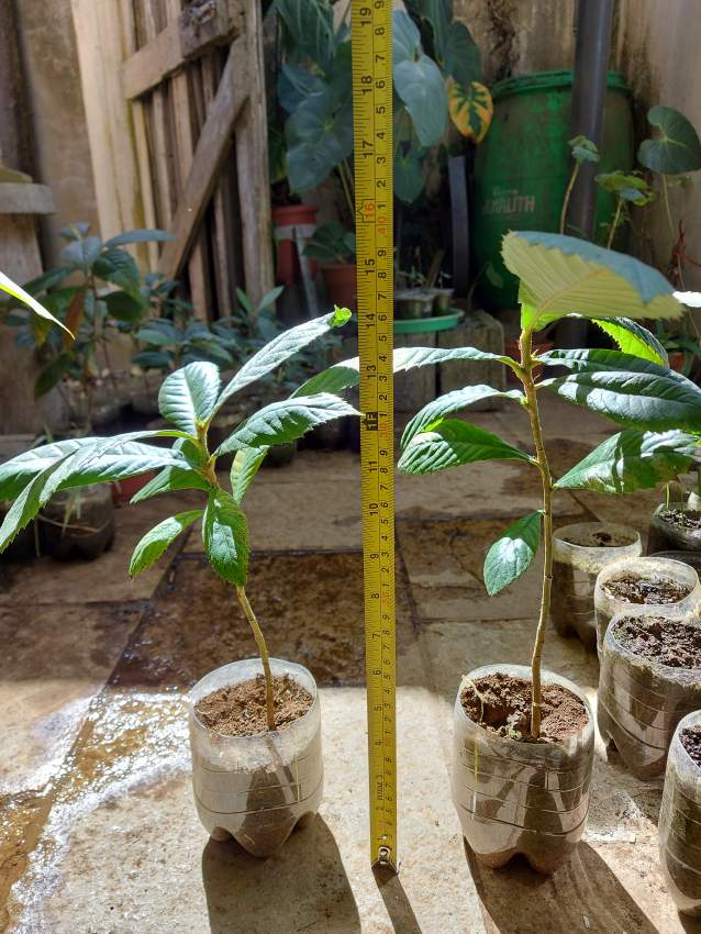 Bibasse Plants - 4 - Garden Decorations  on Aster Vender