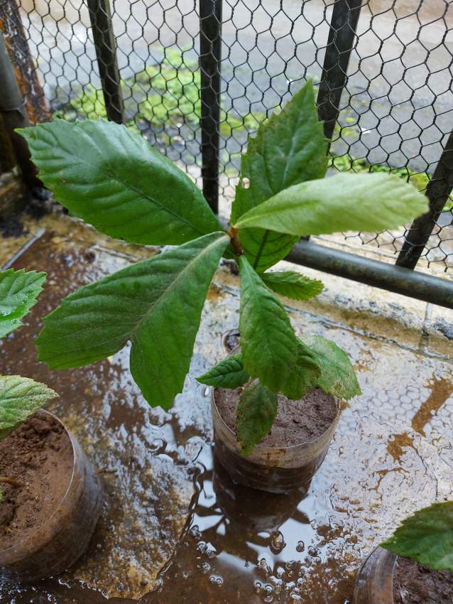 Bibasse Plants - 2 - Garden Decorations  on Aster Vender
