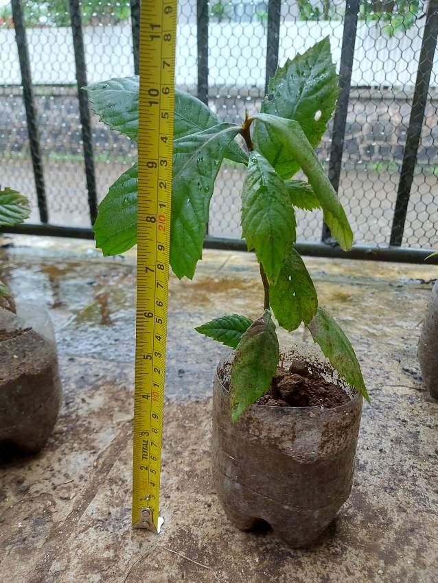 Bibasse Plants - 3 - Garden Decorations  on Aster Vender