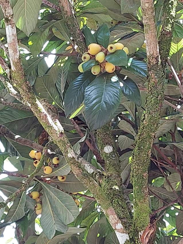 Bibasse Plants - 0 - Garden Decorations  on Aster Vender