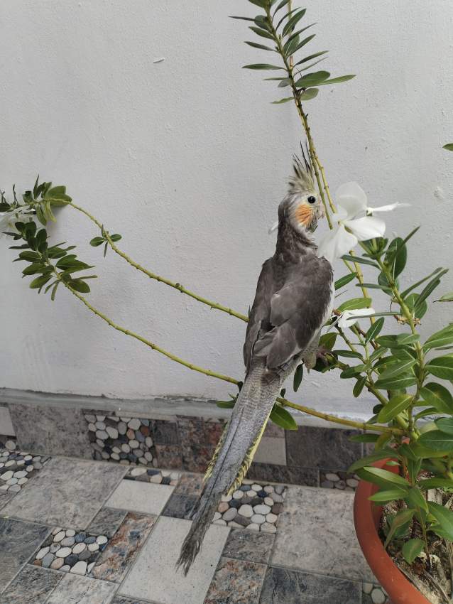 Cockatail bird - 1 - Birds  on Aster Vender