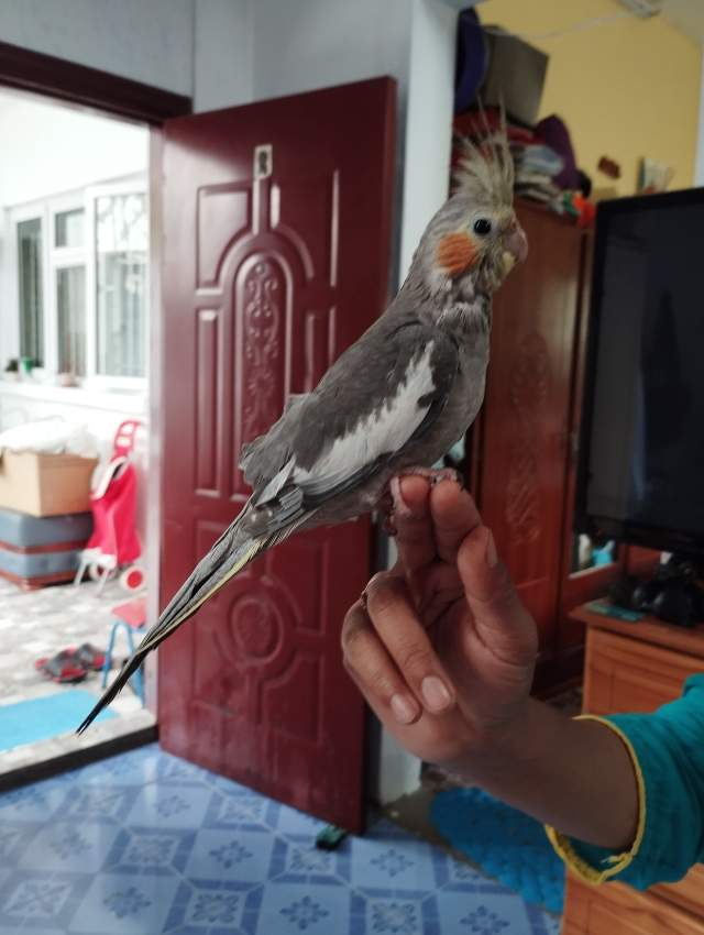 Cockatail bird on Aster Vender