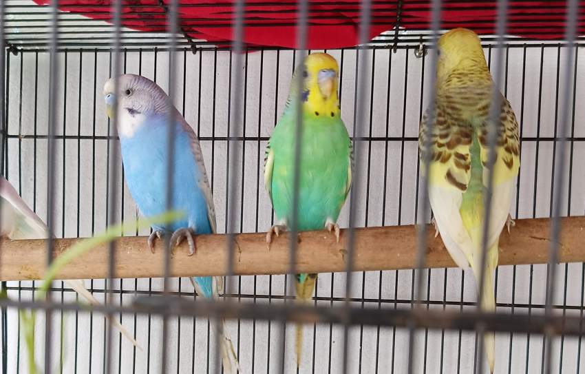 Perish bird - 0 - Birds  on Aster Vender