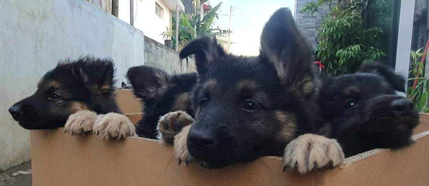 Berger Allemand - 1 - Dogs  on Aster Vender