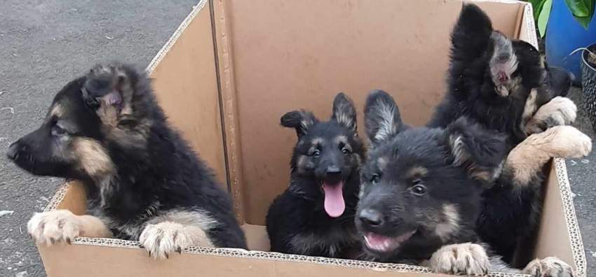 Berger Allemand - 2 - Dogs  on Aster Vender