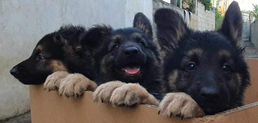 Berger Allemand - 0 - Dogs  on Aster Vender