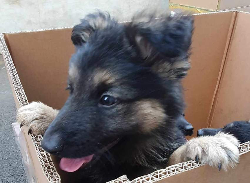 Berger Allemand - 4 - Dogs  on Aster Vender