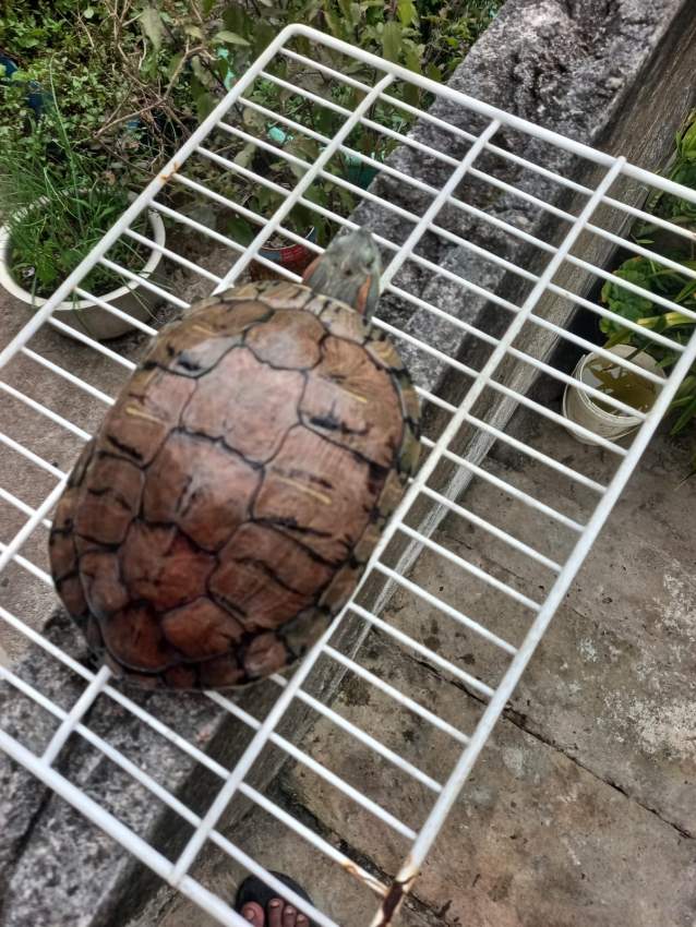 2 Tortue d'eau douce pour 23000 RS à vendre - 1 - Turtles  on Aster Vender