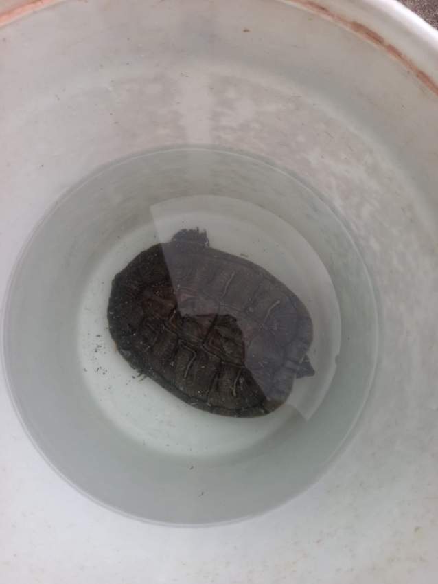2 Tortue d'eau douce pour 23000 RS à vendre - 3 - Turtles  on Aster Vender