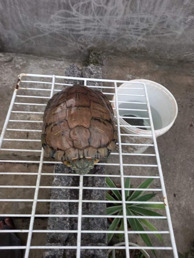 2 Tortue d'eau douce pour 23000 RS à vendre - 2 - Turtles  on Aster Vender