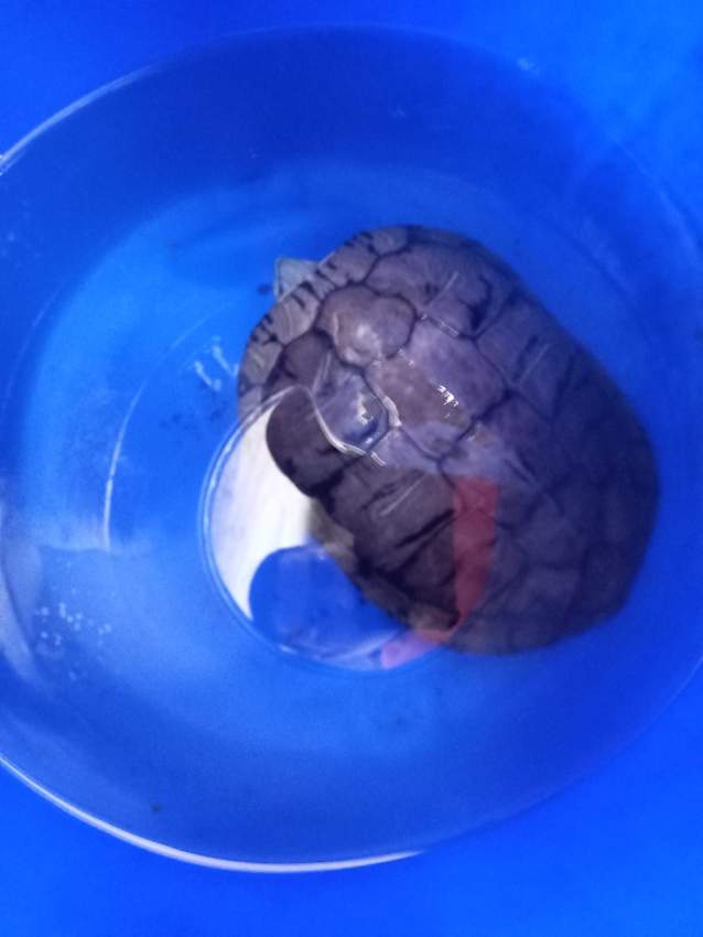 2 Tortue d'eau douce pour 10000 RS à vendre - 1 - Turtles  on Aster Vender