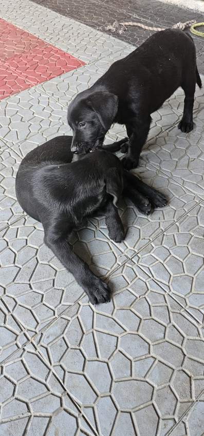 Labrador puppies - 8 - Dogs  on Aster Vender