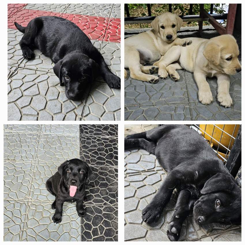 Labrador puppies - 1 - Dogs  on Aster Vender