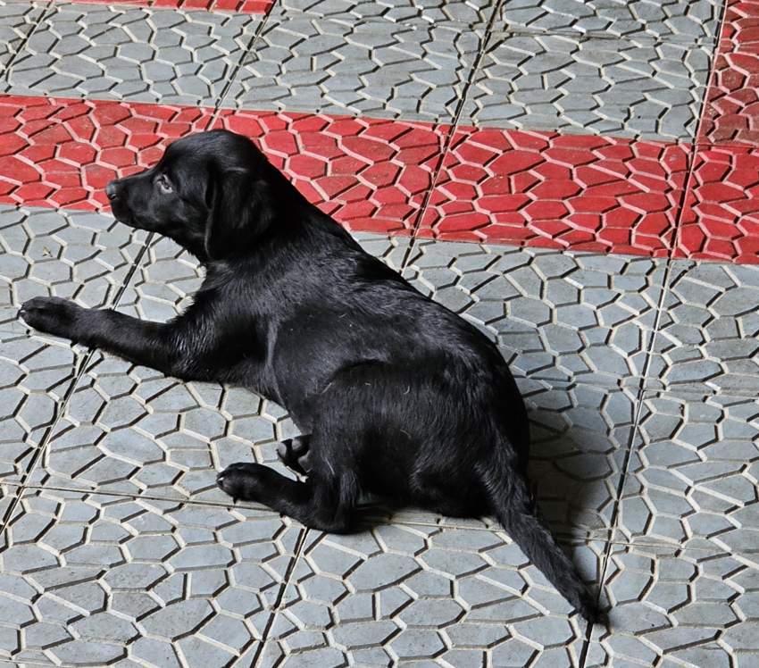Labrador puppies - 9 - Dogs  on Aster Vender