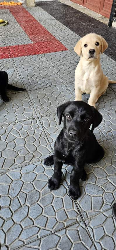 Labrador puppies - 5 - Dogs  on Aster Vender