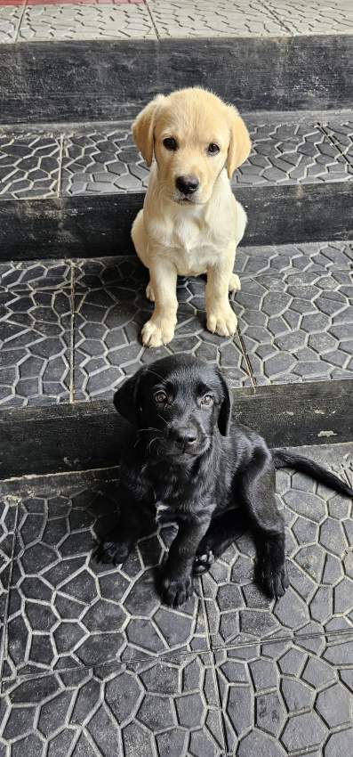 Labrador puppies - 0 - Dogs  on Aster Vender