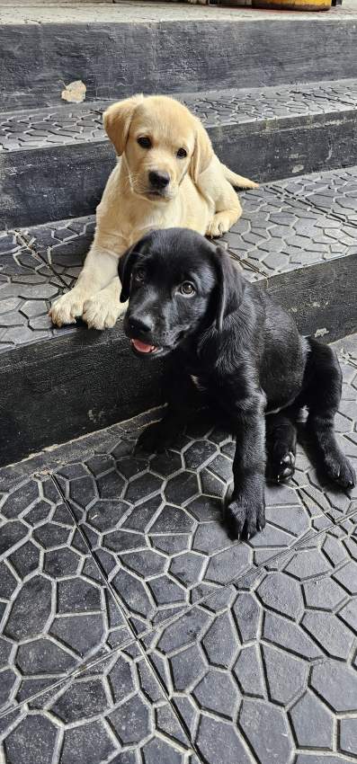 Labrador puppies - 3 - Dogs  on Aster Vender