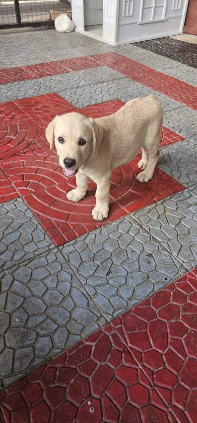 Labrador puppies - 7 - Dogs  on Aster Vender